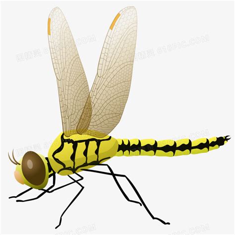 蜻蜓代表什麼 龜背芋卡通